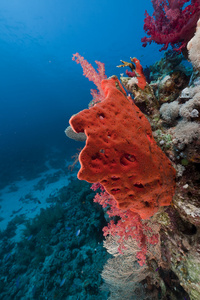 在红海珊瑚礁
