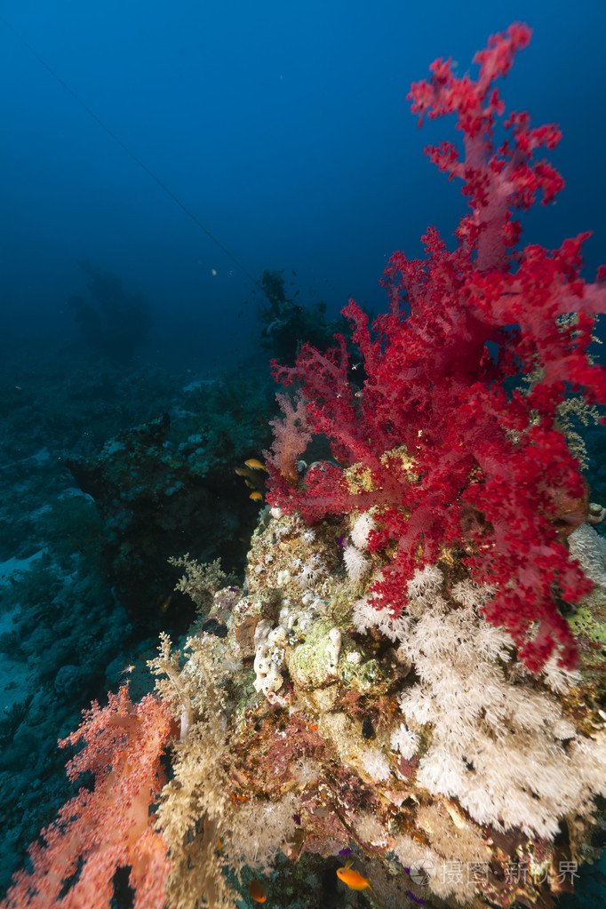 在红海珊瑚礁
