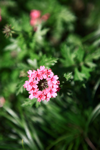 美丽的粉红色花朵