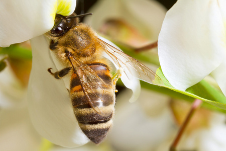 一只蜜蜂的相思树的花朵上
