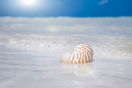 贝壳砂太阳和海洋