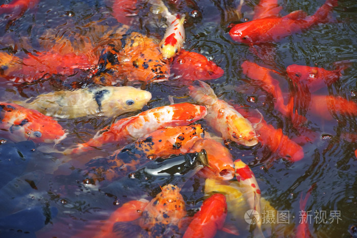 美丽的金色锦鲤鱼鱼池塘照片 正版商用图片19leme 摄图新视界