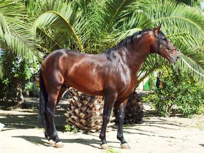 西班牙种马图片