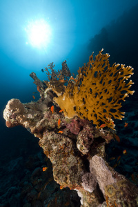 在红海边的热带珊瑚礁