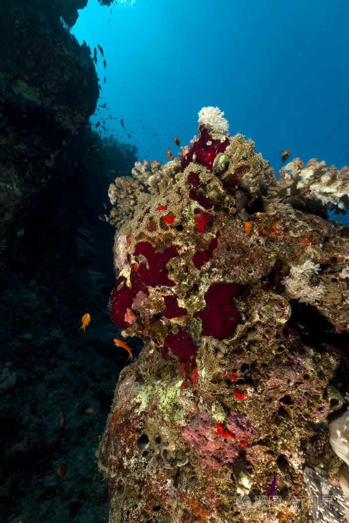 在红海边的热带珊瑚礁