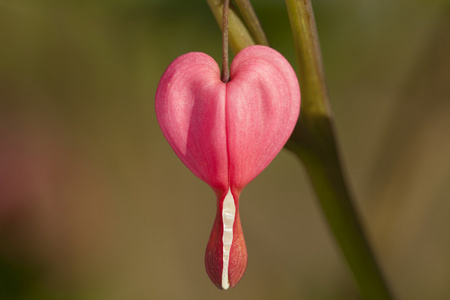 花 dicentra