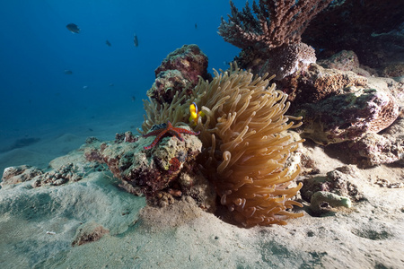 海葵 anemonefish 和海洋