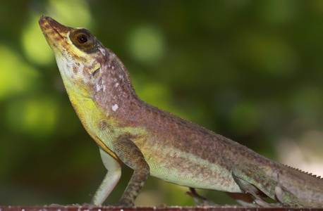 石榴树阿诺尔Anolis Richardii