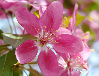 美丽的粉红春天的花朵