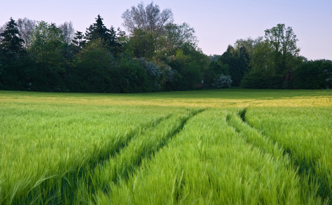 美丽领域的新的增长农业小麦