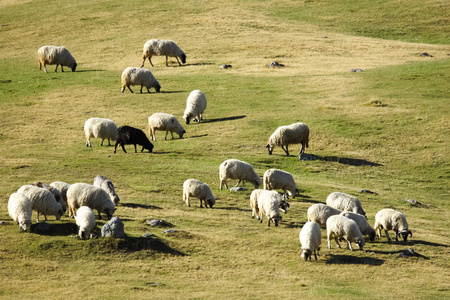 群羊放牧在黄昏时