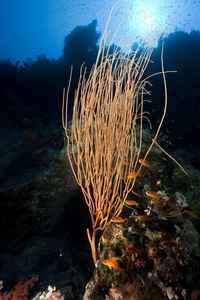 在红海的鞭子珊瑚图片