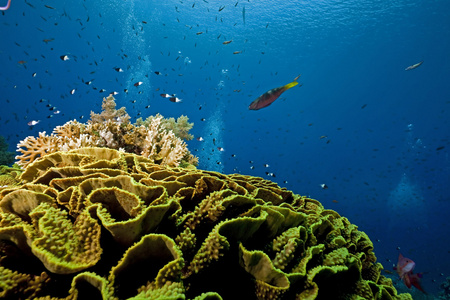鱼 珊瑚 海洋