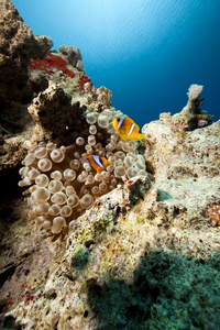 anemonefish 和气泡海葵