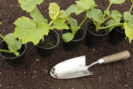 春季的准备的土壤中种植蔬菜种子