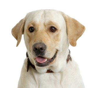 拉布拉多犬奶油白色背景和面对镜头的肖像