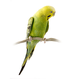    budgie