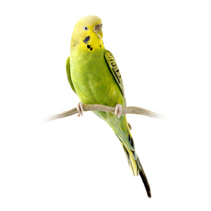    budgie