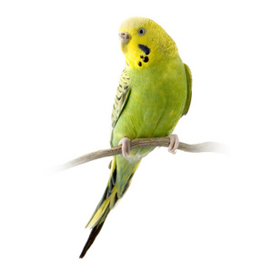    budgie