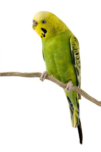    budgie