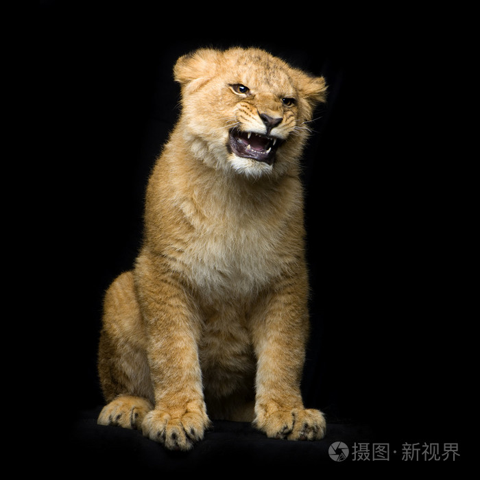坐在小狮子