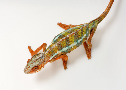 变色龙 furcifer pardalis