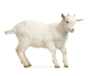 山羊站起来孩子站起来孤立在白色背景上照片