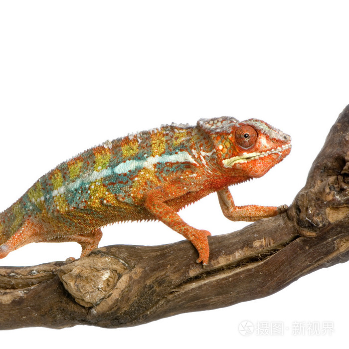 变色龙furciferpardalis