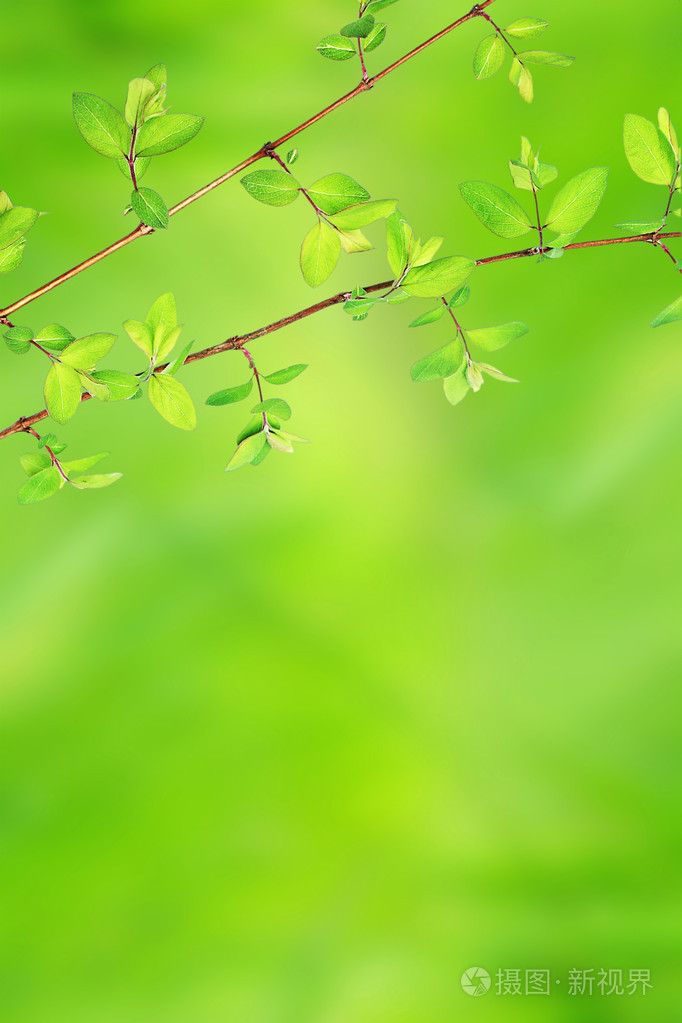 绿色的树叶与春天背景