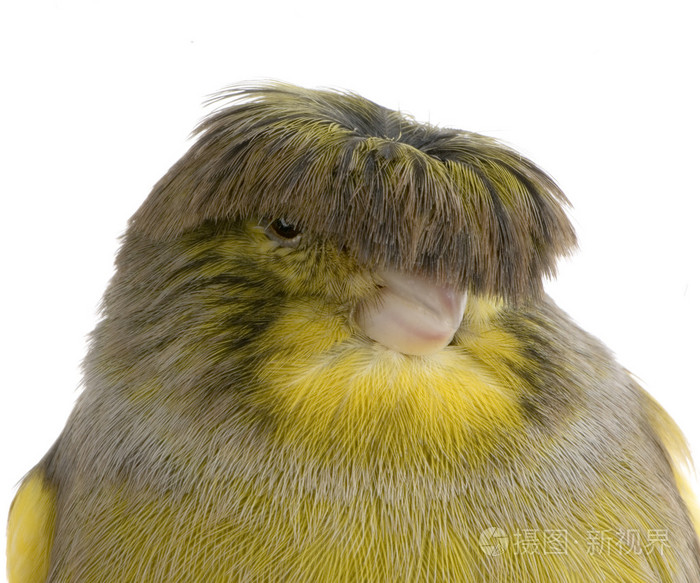 金丝雀格洛斯特电晕