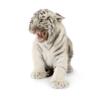 白虎幼崽3个月