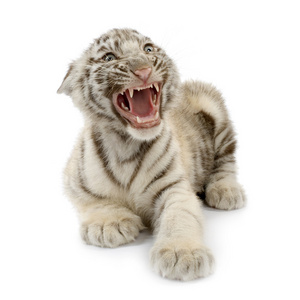 白虎幼崽3个月