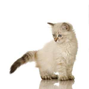 蓝光斑点 birman 小猫