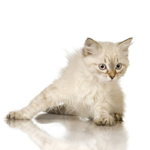 蓝光斑点 birman 小猫