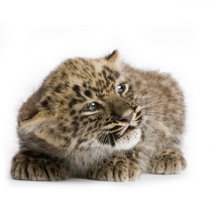 波斯豹幼崽2个月