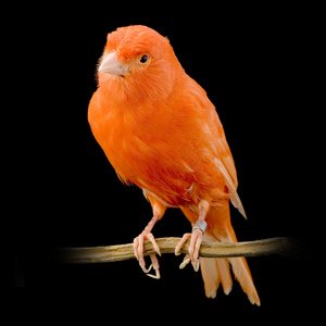橙色的金丝雀图片