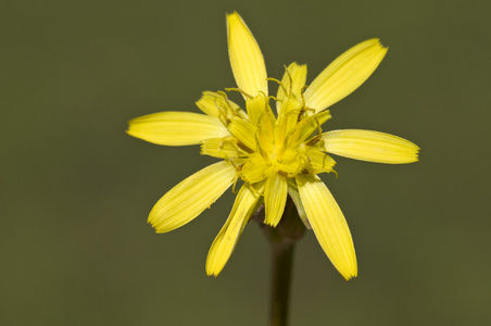 鸦葱裂叶，cutleaf vipergrass