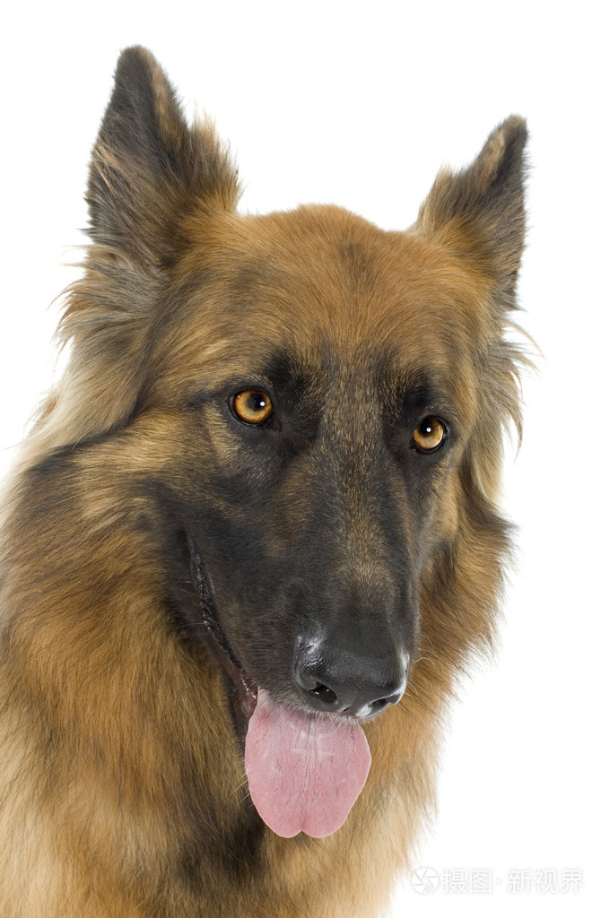 德国牧羊犬阿尔萨斯警犬2年