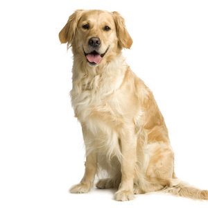 哈叭狗图片-哈叭狗素材-哈叭狗插画-摄图新视界