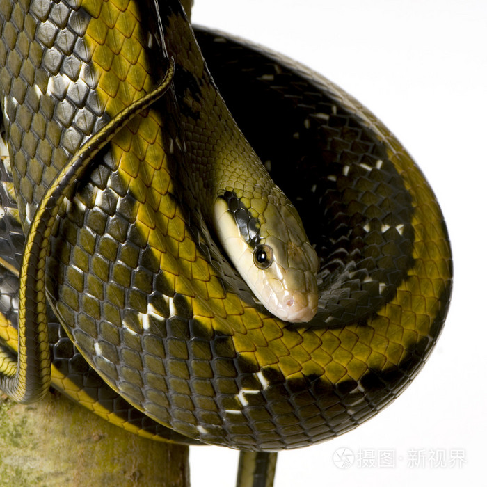 原色德州鼠蛇图片