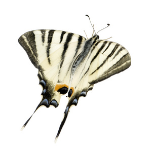 燕尾蝴蝶图片