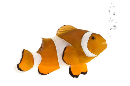 小丑鬼管鱼橙色的小丑鱼-amphiprion occelaris照片