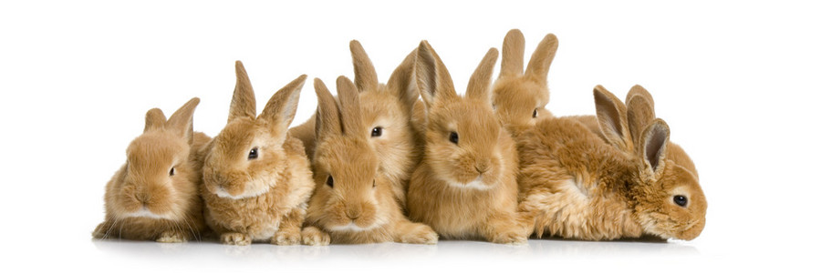 集团的兔子