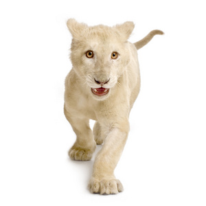 白狮子幼崽(5个月)创意平面铺设长宽横幅顶部视图蓝