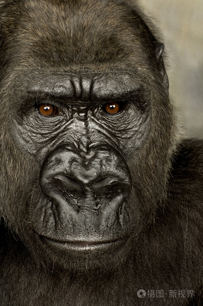 年轻的银背大猩猩