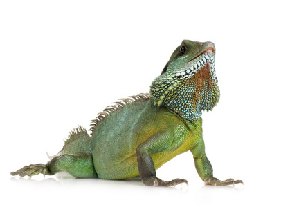 印度水龙physignathus cocincinus