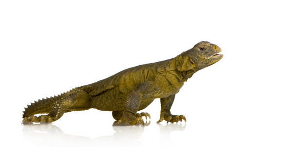 dabb 蜥蜴uromastyx aegyptia