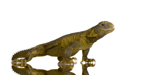 dabb 蜥蜴uromastyx aegyptia