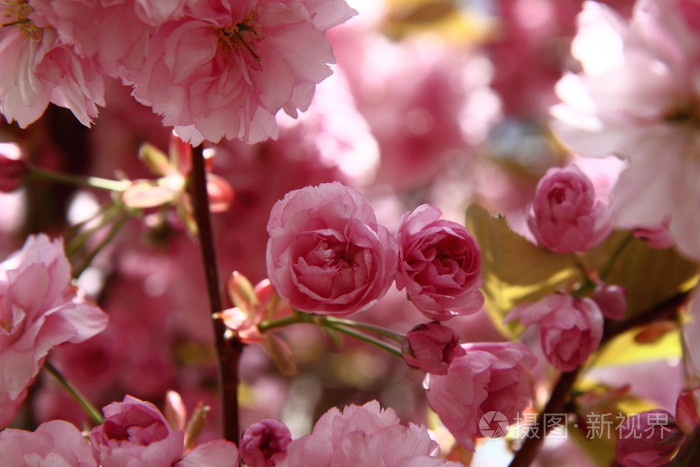 樱桃树花