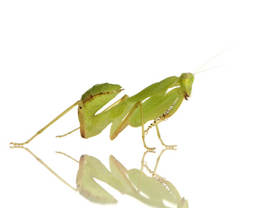 年轻螳螂sphodromantis lineola